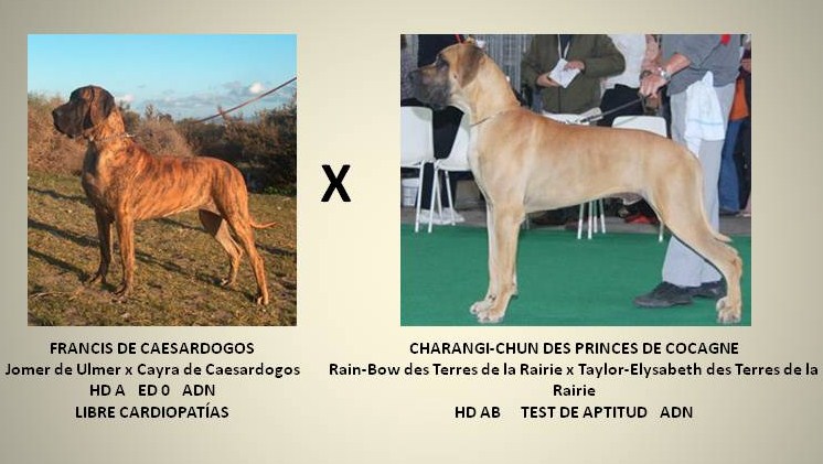 Francis de Caesar Dogos X Charangi-CHun des Princes de Cocagne